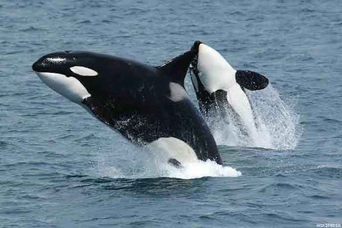 killerwhales_jumpingx600