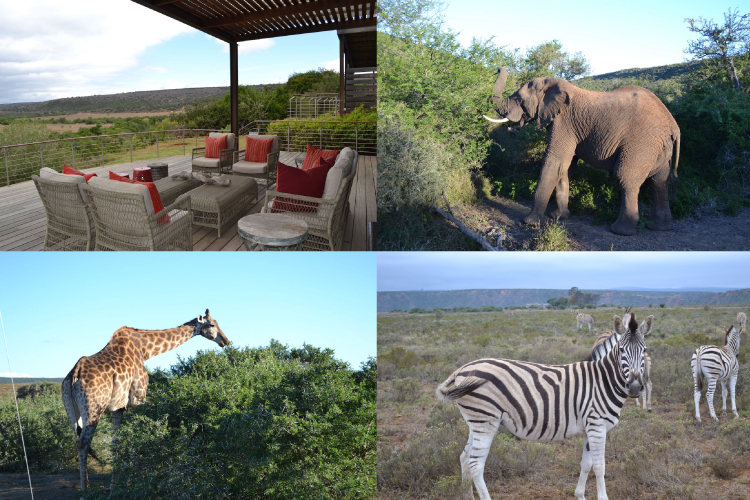 南アフリカといえばこれ 一生に一度は体験してほしい野生体験 サファリ