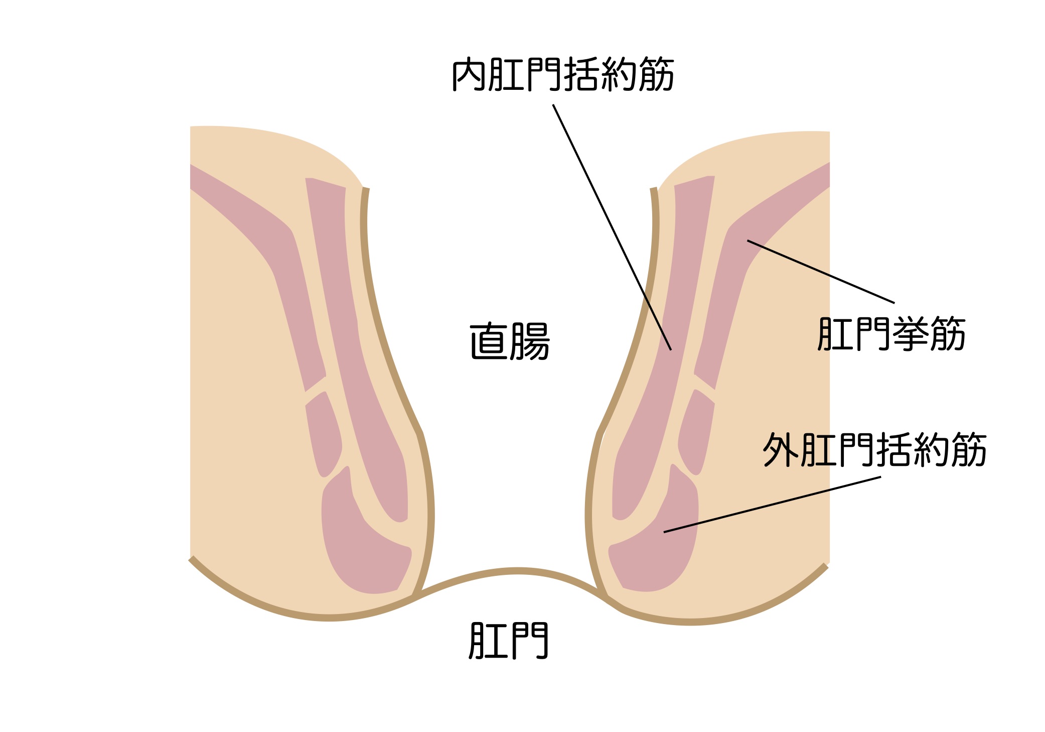アナル 構造
