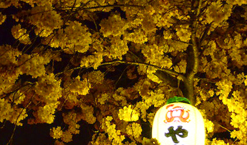 【旅コラム】ひとりぼっちの京都旅（桜の名所5連発）【GENXY】